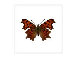 Image result for Polygonia c-album