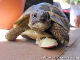 Es ist sehr stabil und wurde speziell für schildkröten (landschildkröten und auch wasserschildkröten) konstruiert. Griechische Landschildkroten Bilder Auf Reisen Sein