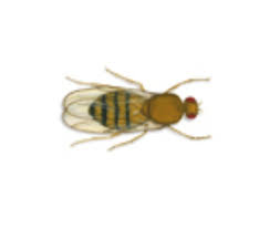 I clean the areas but they are back the next day in small amounts and build up. Flies In Australia Rentokil Pest Control