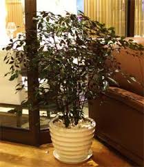 Image result for Leea