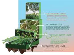 Layers Of A Rainforest Rainforest African Rainforest Rainforest Theme