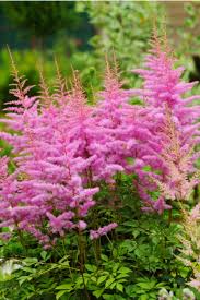 Since the canopies of larger trees and shrubs block as much as 95% of the sunlight that reaches the forest floor, understory plants have evolved to utilize the very little light they do receive to photosynthesize and reproduce. Shade Loving Perennials Plants To Grow Where The Sun Doesn T Shine