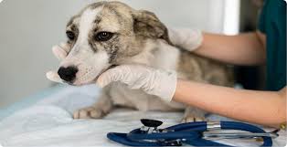 Pet Toxicity Treatment in Newport Beach | 24/7 Emergency Vet