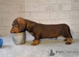 However, free doxie dogs and puppies are a rarity as rescues usually charge a small adoption fee to cover their expenses (usually less than. Dachshund For Sale In Pakistan