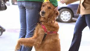 A NY c'è un cane che abbraccia chi ha bisogno d'affetto