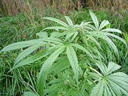 Image result for Cannabaceae