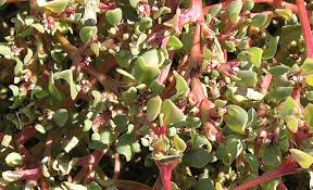 Image result for Trianthema