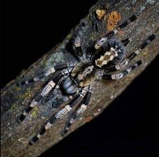 Image result for Tridactyle gentilii