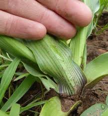 Image result for Ledebouria revoluta