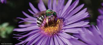 Check spelling or type a new query. Bee Lab Bee Lab