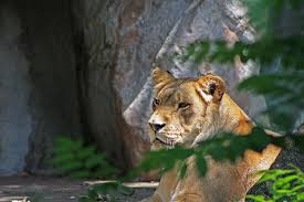 Leoa Quieto Assista Jardim Zoologico Animal Leao Felino Animais Selvagens Gato Nao Domesticado Carnivoro Natureza Pxfuel