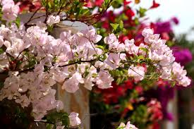 Visit our showroom today to view our extensive selection! Gardening 101 Bougainvillea Gardenista