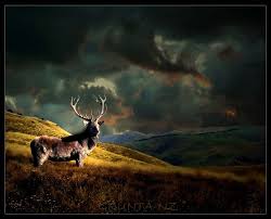 Images & pictures of hunting wallpaper download 41 photos. 8q3tkz7 Deer Hunting Wallpaper Free 1000x807 Px Picserio Com
