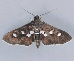 Image result for Disperis sp. nov. aff. bifida