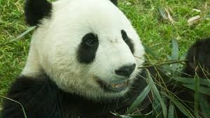 Grown pandas eat roughly 80 pounds of bamboo per day, or 2500 bamboo leaves. Amazing Facts About Pandas Onekindplanet Animal Education Facts