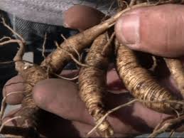 Bach flower rescue remedy in hindi | rescue remedy for fear, stress, depression and… Growing And Protecting Prized Ginseng Plants Youtube