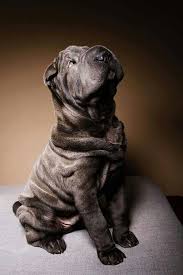 Hermoso Shar Pei Dog Chinese Shar Pei Shar Pei Puppies