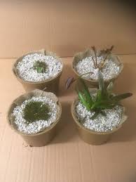 Browse 255 photos of indoor pond plants. Growing Pond Plants In Biodegradable Pots Lilies Water Gardens