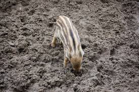 Die tiere können in diesem alter schon junge bekommen. Naturdetektive Fur Kinder Www Naturdetektive De Wildschweine