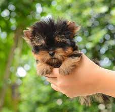 What Are Teacup Dogs Everything You Need To Know