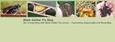 But, with the black soldier fly things are a bit different. Black Soldier Flies Posts Facebook
