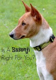Is The Basenji The Right Hypoallergenic Dog For You