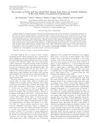 Image result for Crossopetalum mossambicense