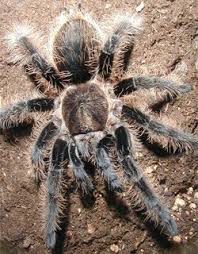Honduran Curly Hair Tarantula Care Sheet Tarantula Guide Tarantula Facts Fun Facts About Animals Animal Facts