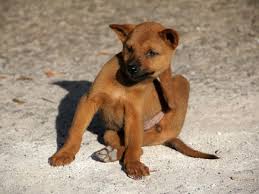Step 2 rub or brush your pet's back over a white piece of paper. How Do You Know If Your Dog Has Fleas Or Ticks Healthypets Blog