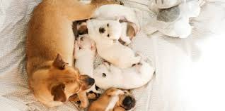 Staff is great and although they provide good care, they are expensive and inconsiderate of the clients. Montrose Pet Hospital Home Facebook