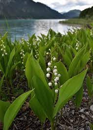 Il symbolise le printemps, les amoureux en offrent à leurs soupirantes à la même époque de l'année. Muguet De Mai Wikipedia