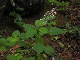 Image result for Orthosiphon schimperi