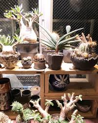 画像に含まれている可能性があるもの 植物 食べ物 パキポディウム グラキリス 植え替え グラキリス