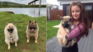Purebred eurasier puppies & dogs for sale. Puppy Prices Soar During Coronavirus Lockdown Bbc News