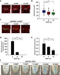 Gibberellin first binds with its receptor gid1 the elongation zone (ez) dynamics in arabidopsis plant roots. Temporal Changes In Cell Division Rate And Genotoxic Stress Tolerance In Quiescent Center Cells Of Arabidopsis Primary Root Apical Meristem Scientific Reports