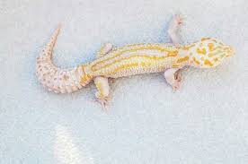 Wy Mack Raptor Geckomania Geckos--uk Leopard Gecko Gecko Chameleon Lizard