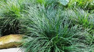 How To Grow Mondo Grass
