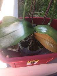 The Leaves Of My Mothers Orchids Started Turning White I Read Online That It Means It Needs More Sunlight And Decided To Move It T Orchids Orchid Leaves Leaves