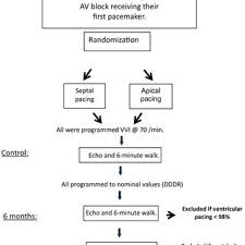 Study Flow Chart Av Atrioventricular Echo