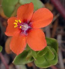 Image result for Lysimachia arvensis