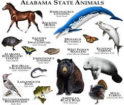 State Animals Of Alabama Line Art And Full Color Illustrations North American Animals Animal Posters Mammals