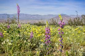 Check spelling or type a new query. Super Bloom See The Gorgeous Explosion Of Wildflowers Sweeping Southern California Curbed La