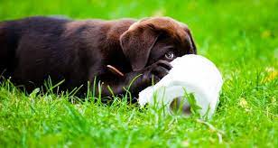 Housebreaking Your Puppy Do S And Don Ts Cesar S Way