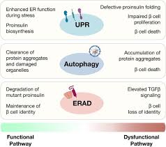 We did not find results for: Endoplasmic Reticulum Protein Quality Control In B Cells Sciencedirect