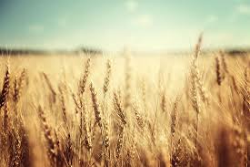 It is an archipelago consisting of some 7,100 islands and islets lying about 500 miles (800 km) off the coast of vietnam. The Top Wheat Exporting And Importing Countries In The World Worldatlas