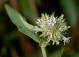 Image result for Pentas zanzibarica