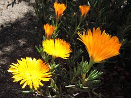 Image result for Lampranthus spp.