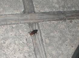 Maybe you would like to learn more about one of these? How To Get Rid Of Palmetto Bugs Control Prevention Guide