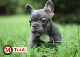 Jul 13, 2021 · the cost to buy an english bulldog varies greatly and depends on many factors such as the breeders' location, reputation, litter size, lineage of the puppy, breed popularity (supply and demand), training, socialization efforts, breed lines and much more. Manchesters French Bulldogs