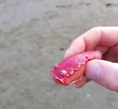 Image result for Tritonia